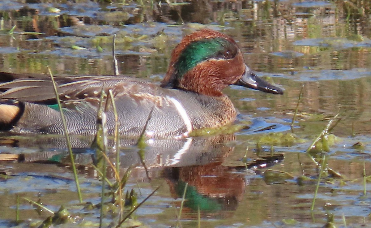 Green-winged Teal - ML208818711