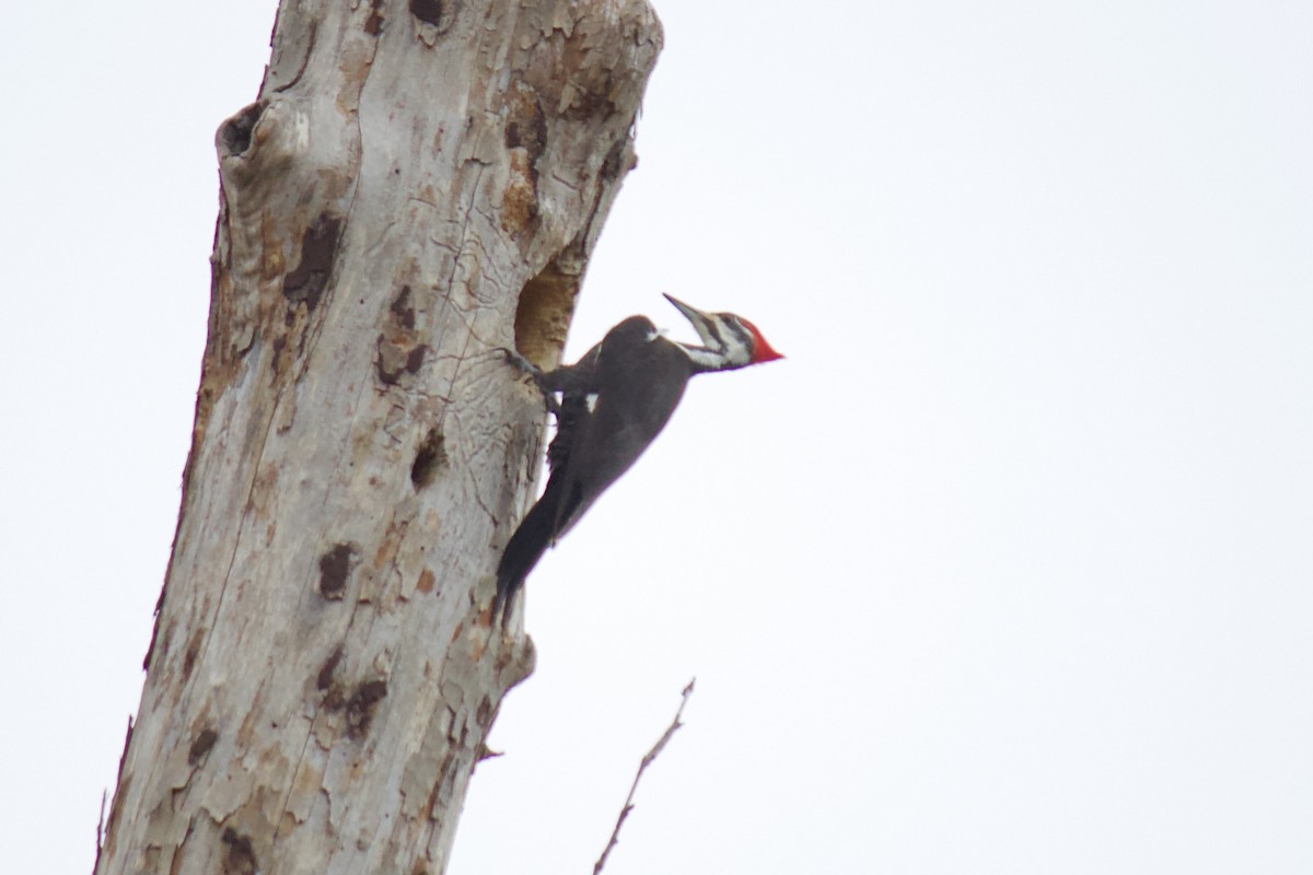 Pileated Woodpecker - ML208818841