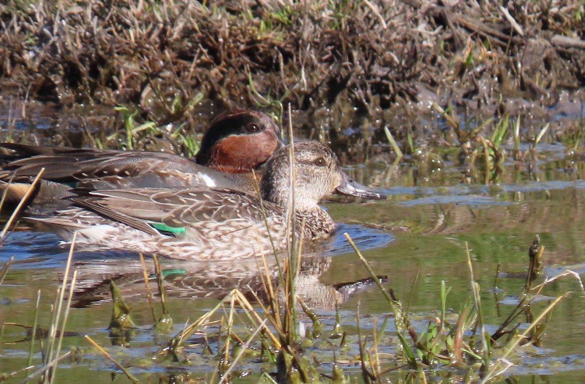 Green-winged Teal - ML208818881