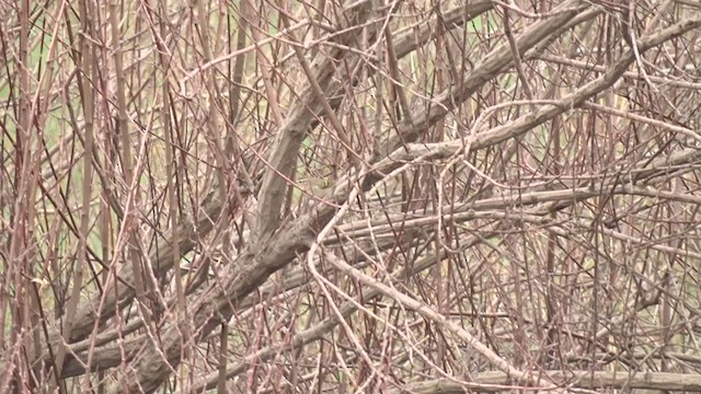 Hume's Warbler - ML208820341