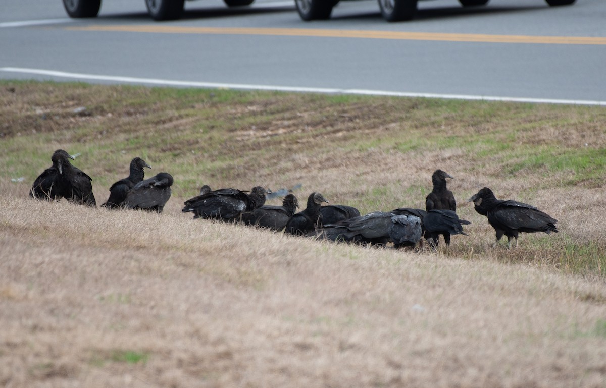 Black Vulture - ML208822231