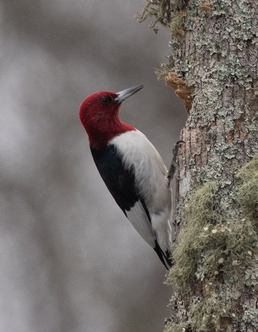 Red-headed Woodpecker - ML208822391