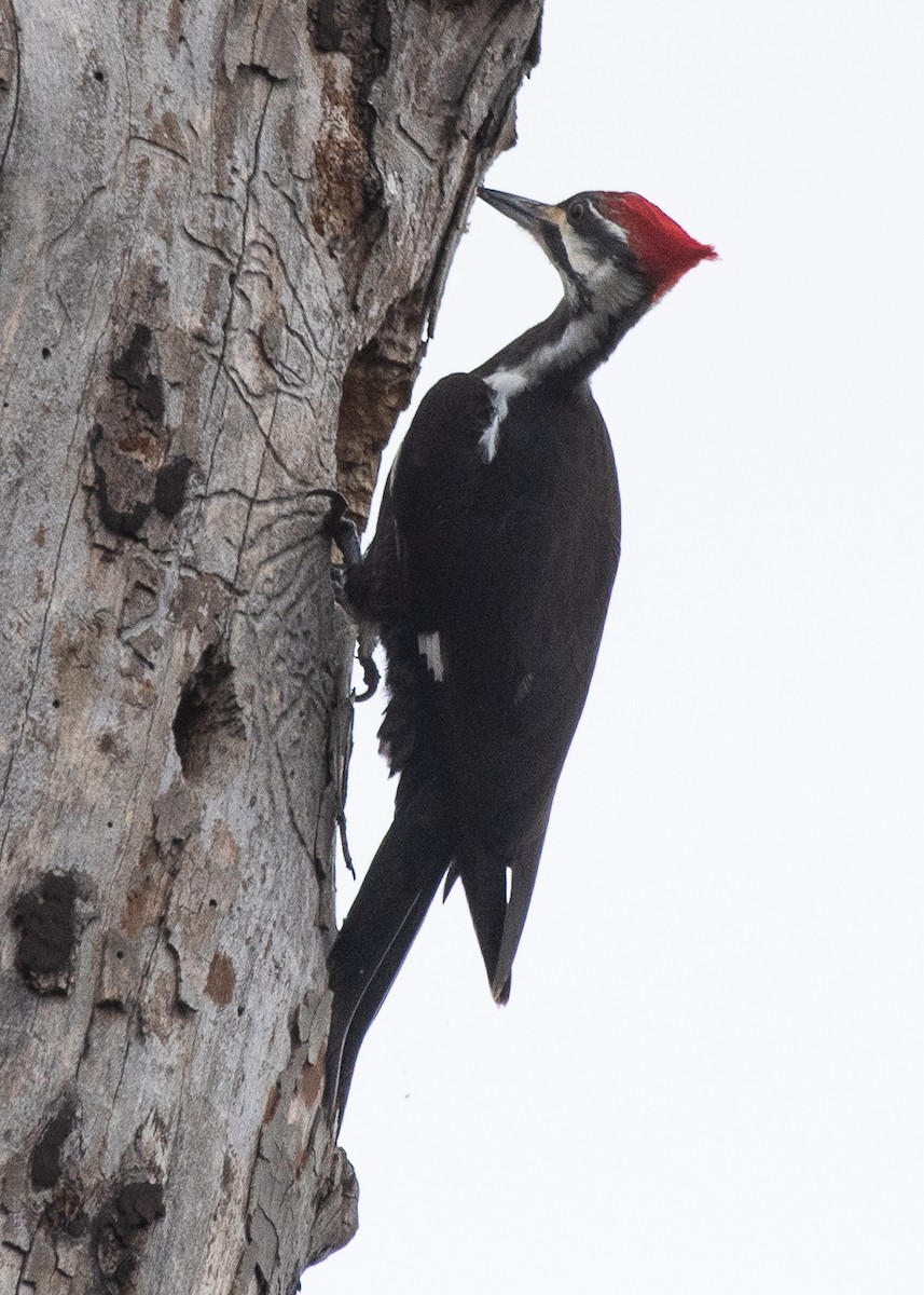 Pileated Woodpecker - ML208822451