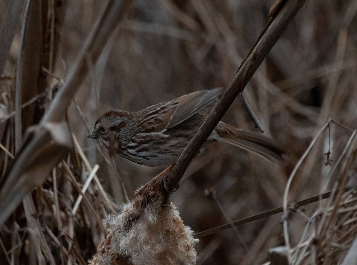 Song Sparrow - ML208822701