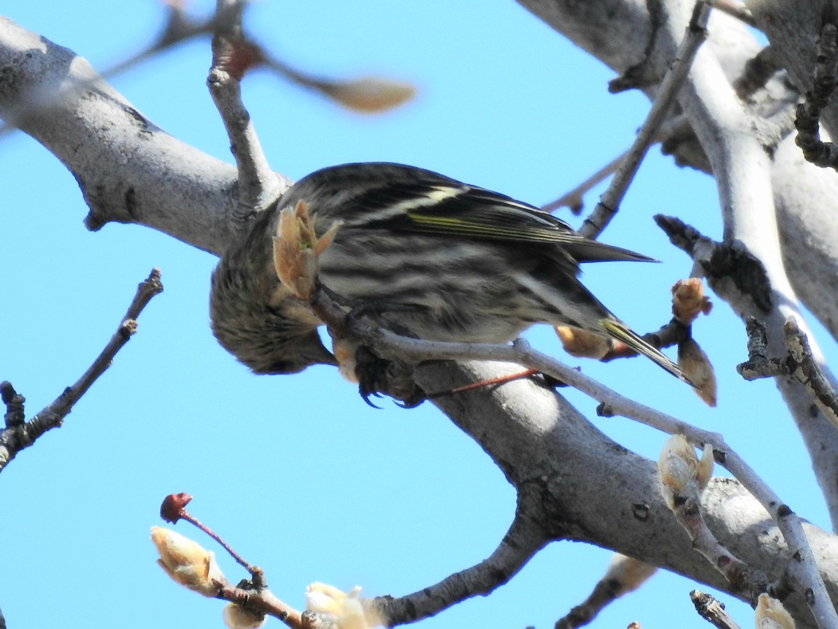 Pine Siskin - ML208822731