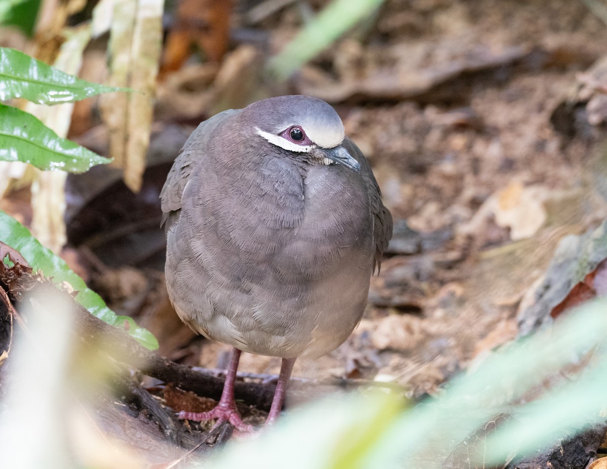 Olive-backed Quail-Dove - ML208824201