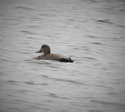 Gadwall - ML208824331