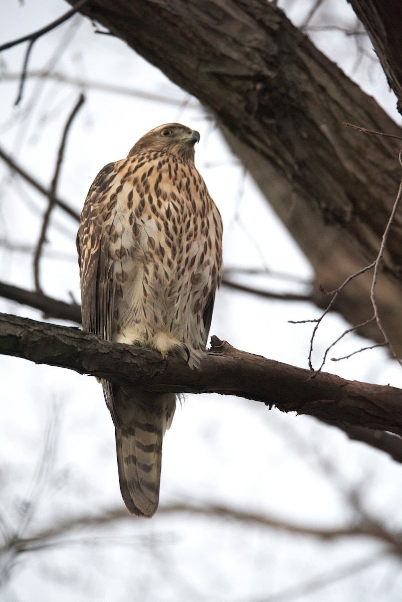 American Goshawk - ML20882561