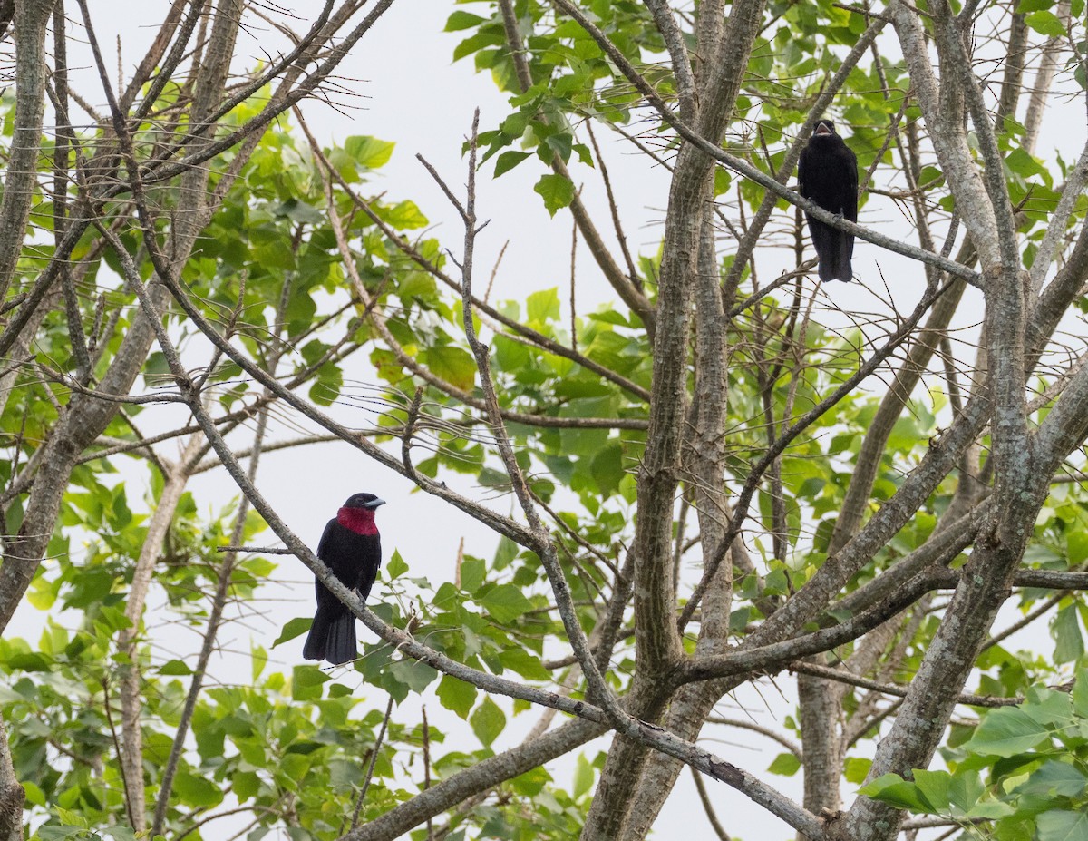 Purple-throated Fruitcrow - ML208826131