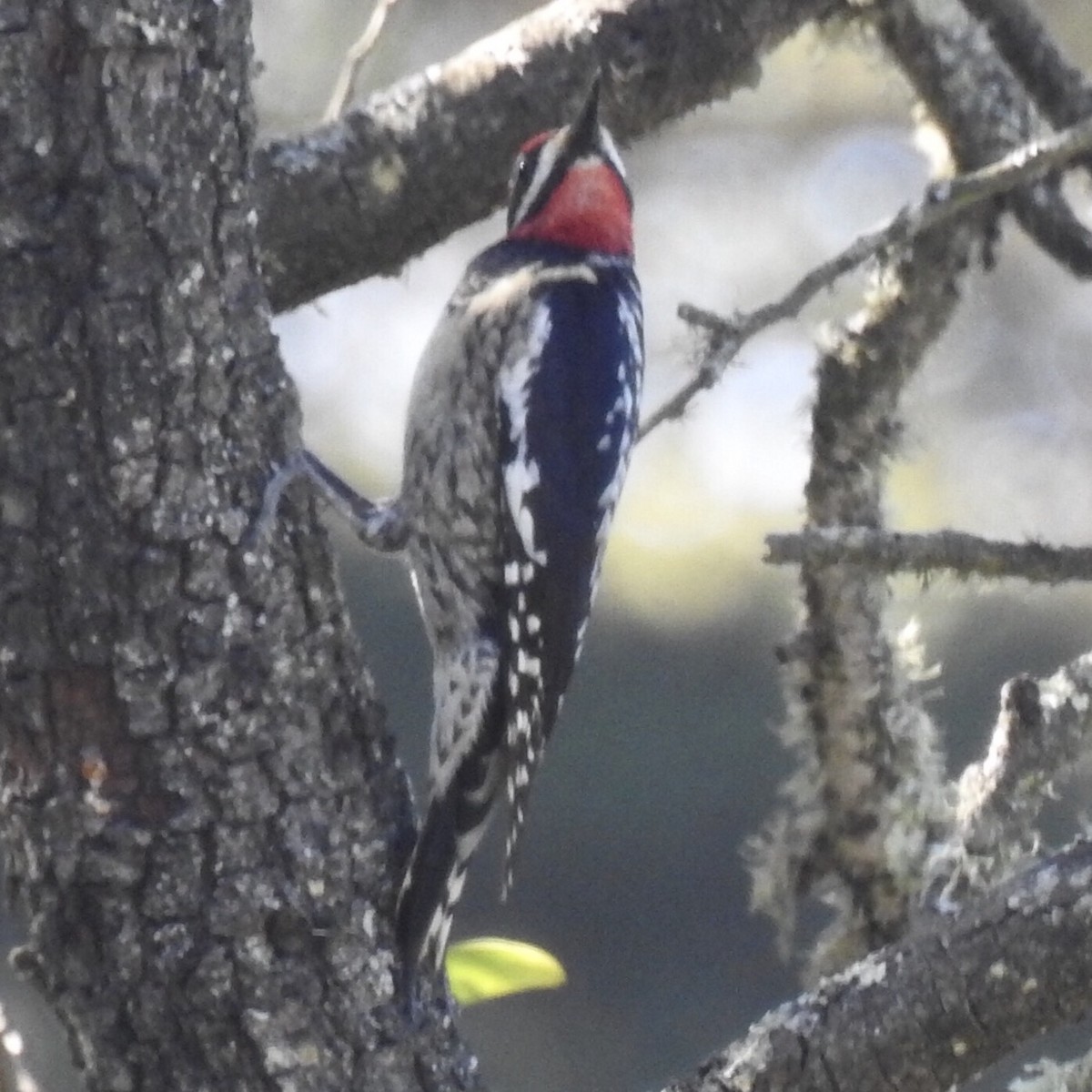 Red-naped Sapsucker - Rudyard Wallen