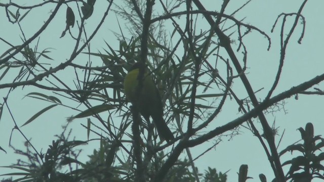 Yellow-breasted Brushfinch - ML208826341