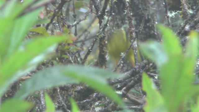 Black-crested Warbler - ML208826441