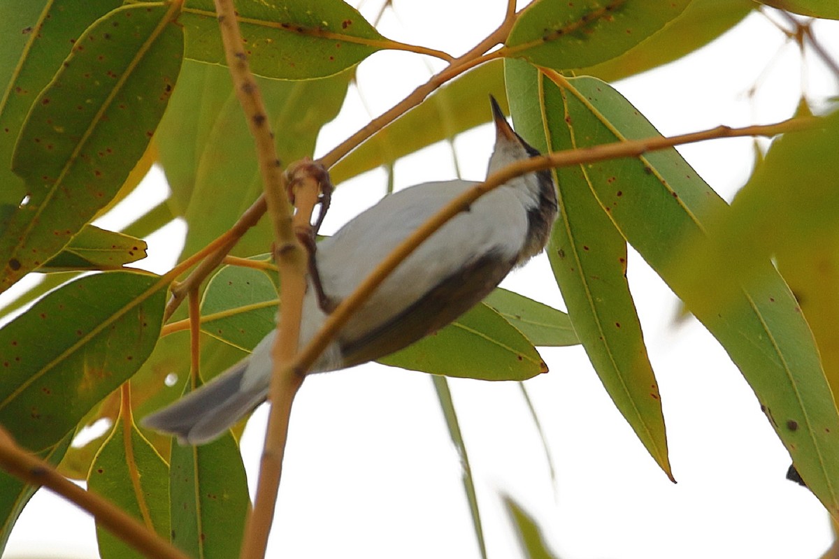 White-throated Honeyeater - Bert Frenz