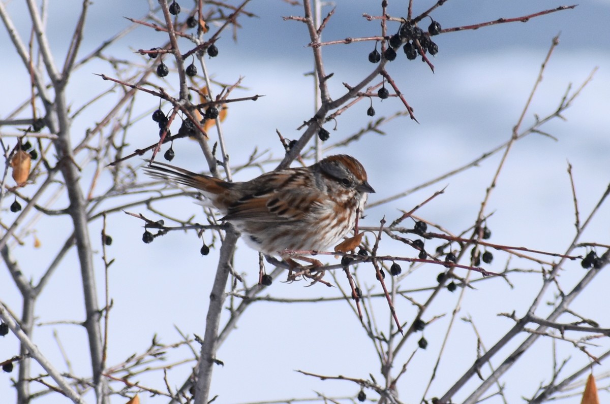 Song Sparrow - ML208827711