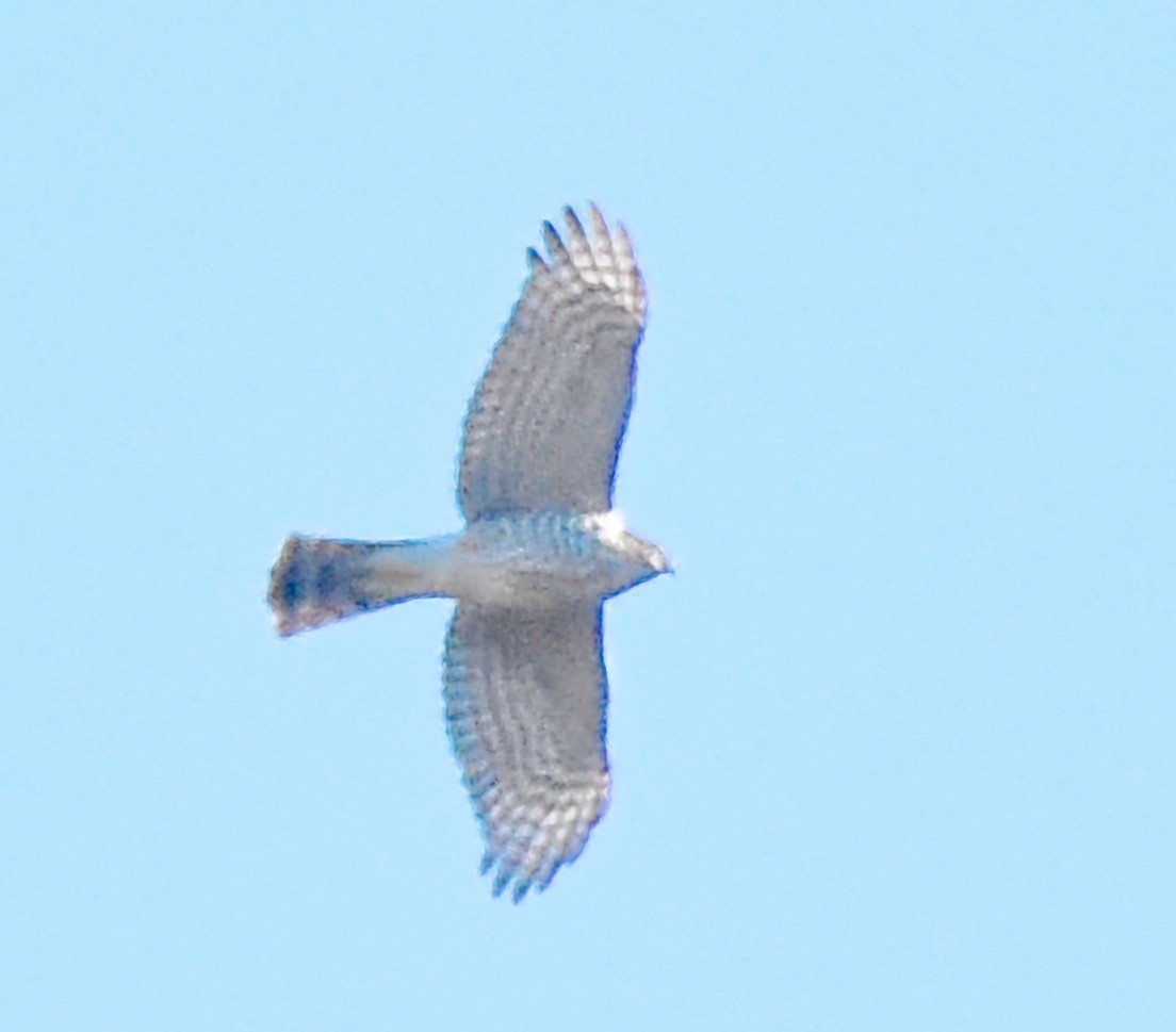 Azor/Gavilán sp.  (Accipiter sp.) - ML208829841