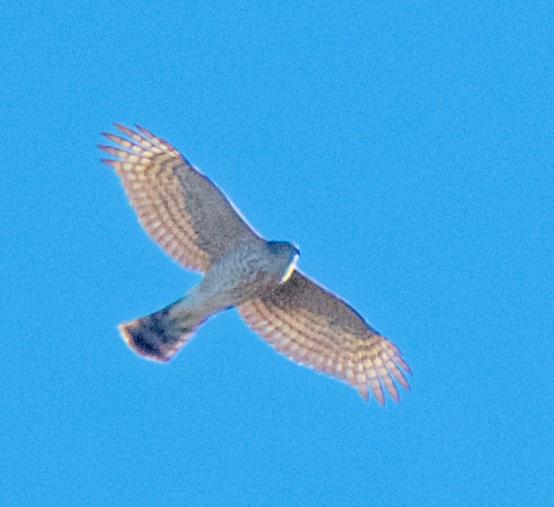 Azor/Gavilán sp.  (Accipiter sp.) - ML208829871