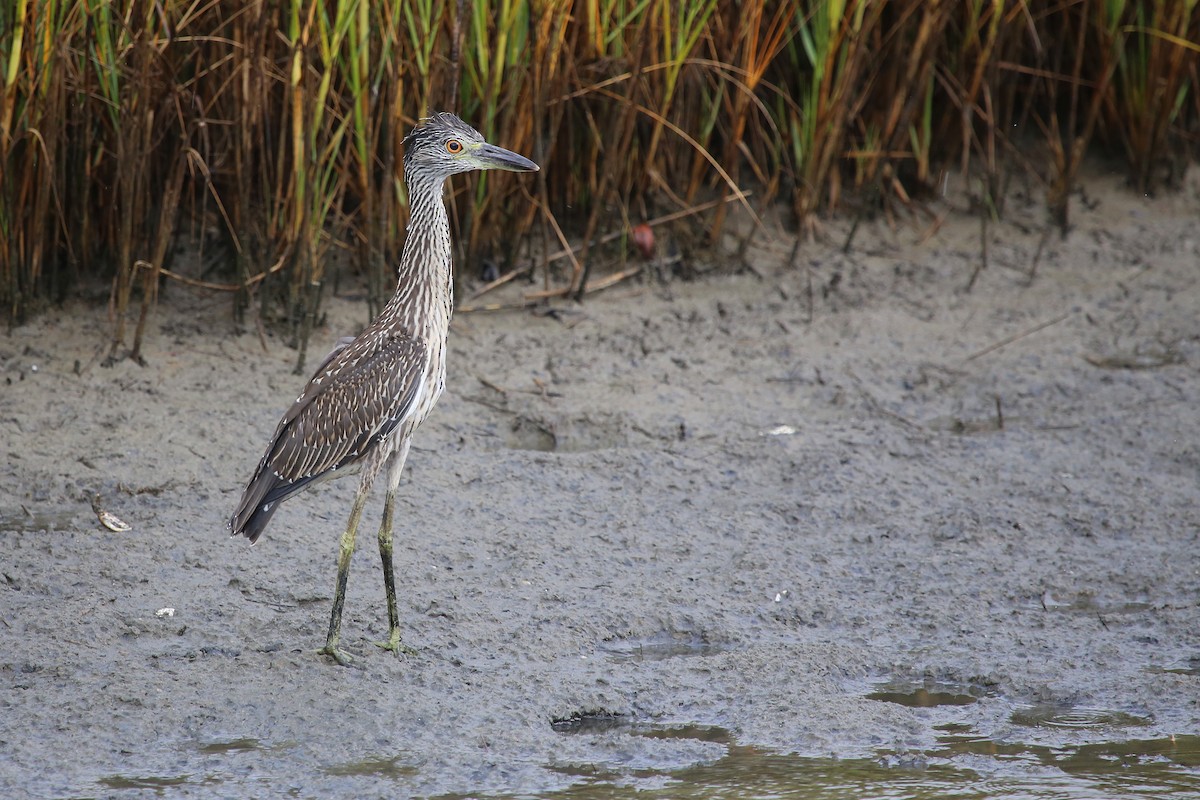 Yellow-crowned Night Heron - Rob Bielawski