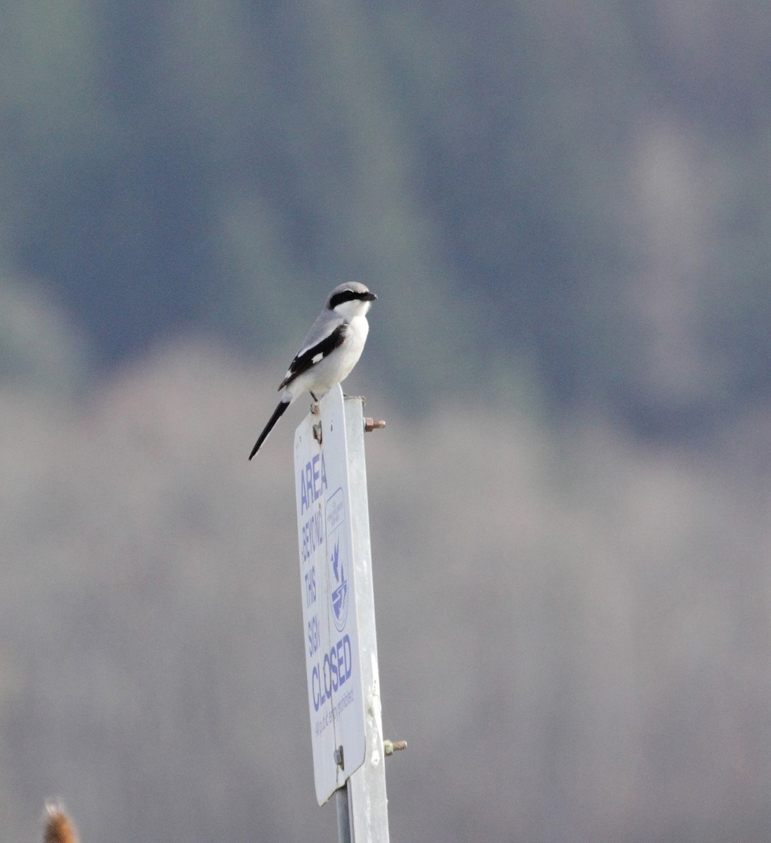 Loggerhead Shrike - ML208831471