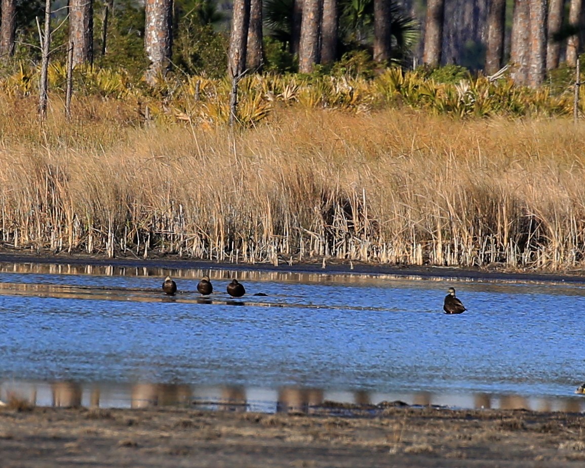 American Black Duck - ML208831541