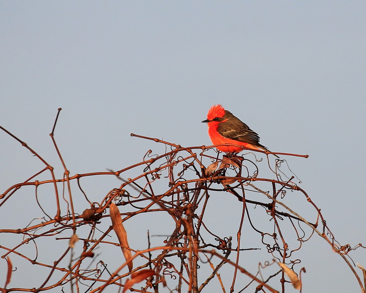 Vermilion Flycatcher - ML208831651
