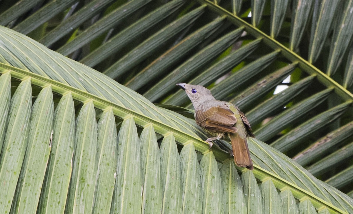 Satin Bowerbird - ML208832651