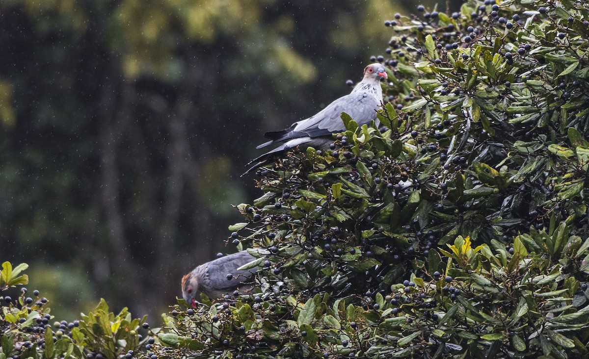 Topknot Pigeon - ML208832861