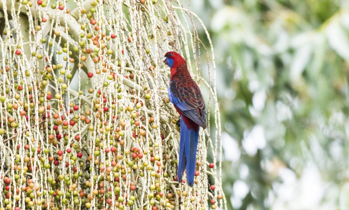 Crimson Rosella - Duc Hoang