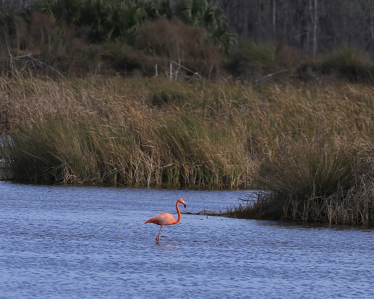 American Flamingo - ML208832981