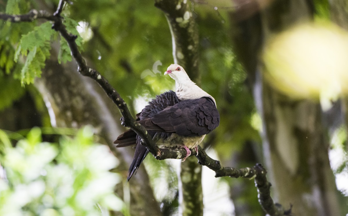 White-headed Pigeon - Duc Hoang