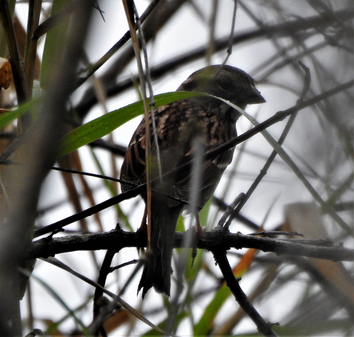 White-throated Sparrow - ML208835481