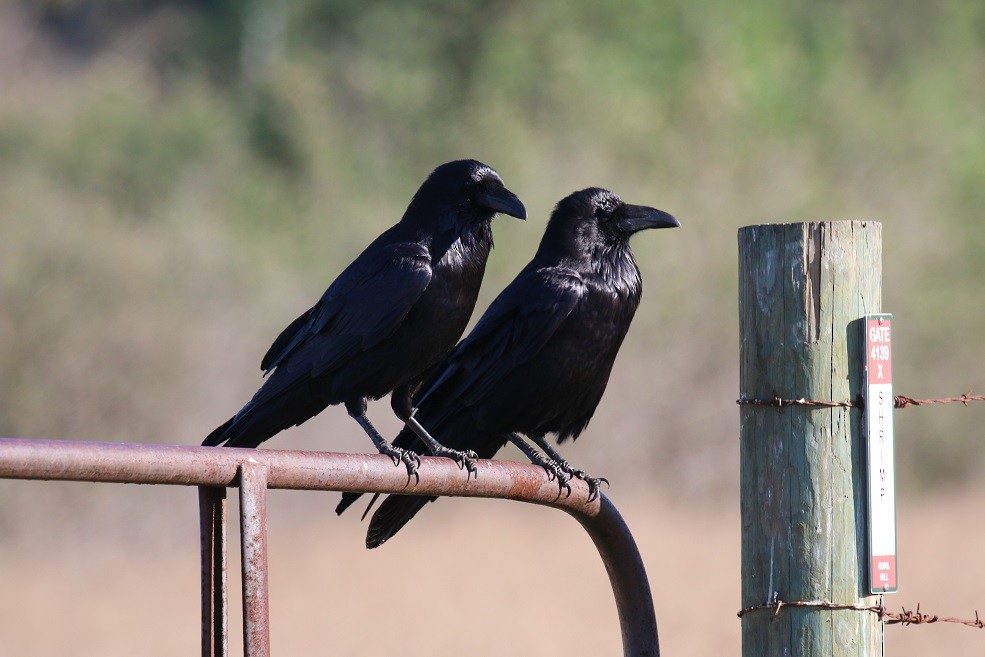 Common Raven - ML208836831