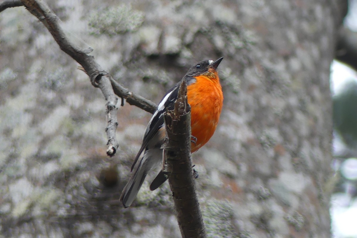 Flame Robin - ML208837271
