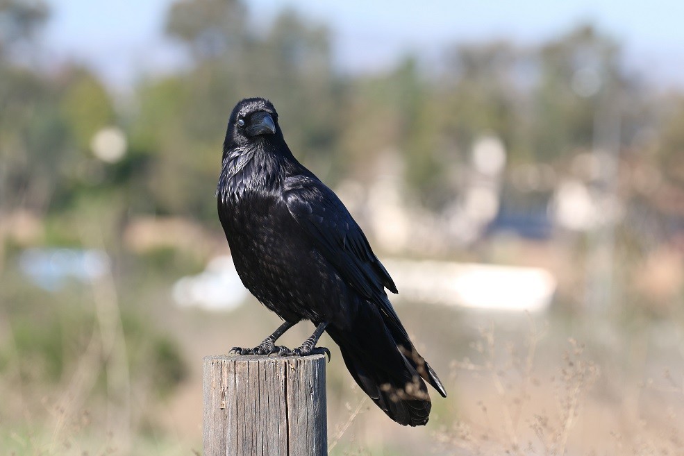 Common Raven - ML208837431