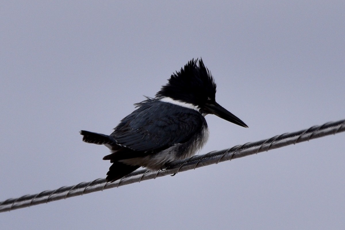 Belted Kingfisher - ML208837491