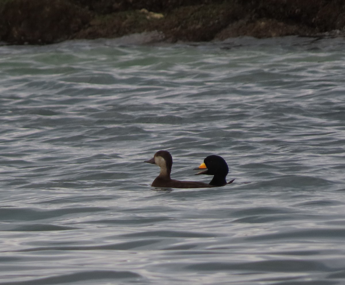 Black Scoter - ML208838001