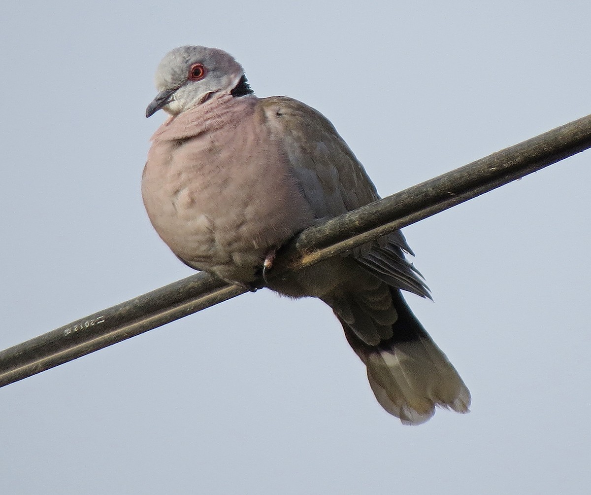 Mourning Collared-Dove - ML208838281