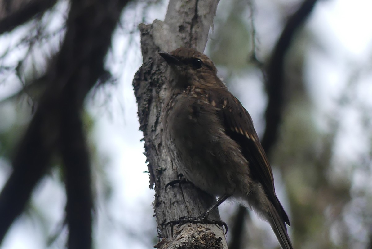 Dusky Robin - ML208838541