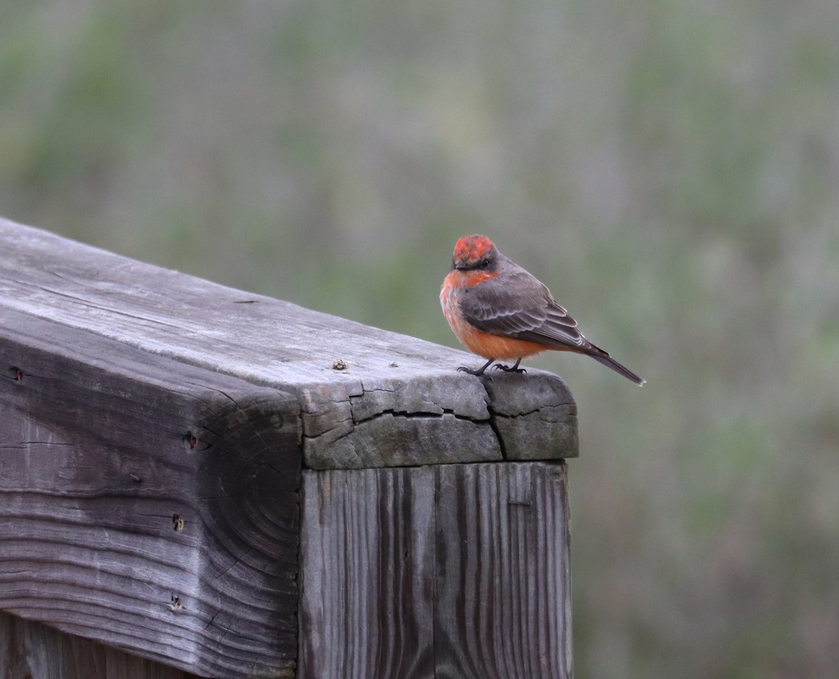 Vermilion Flycatcher - ML208838581