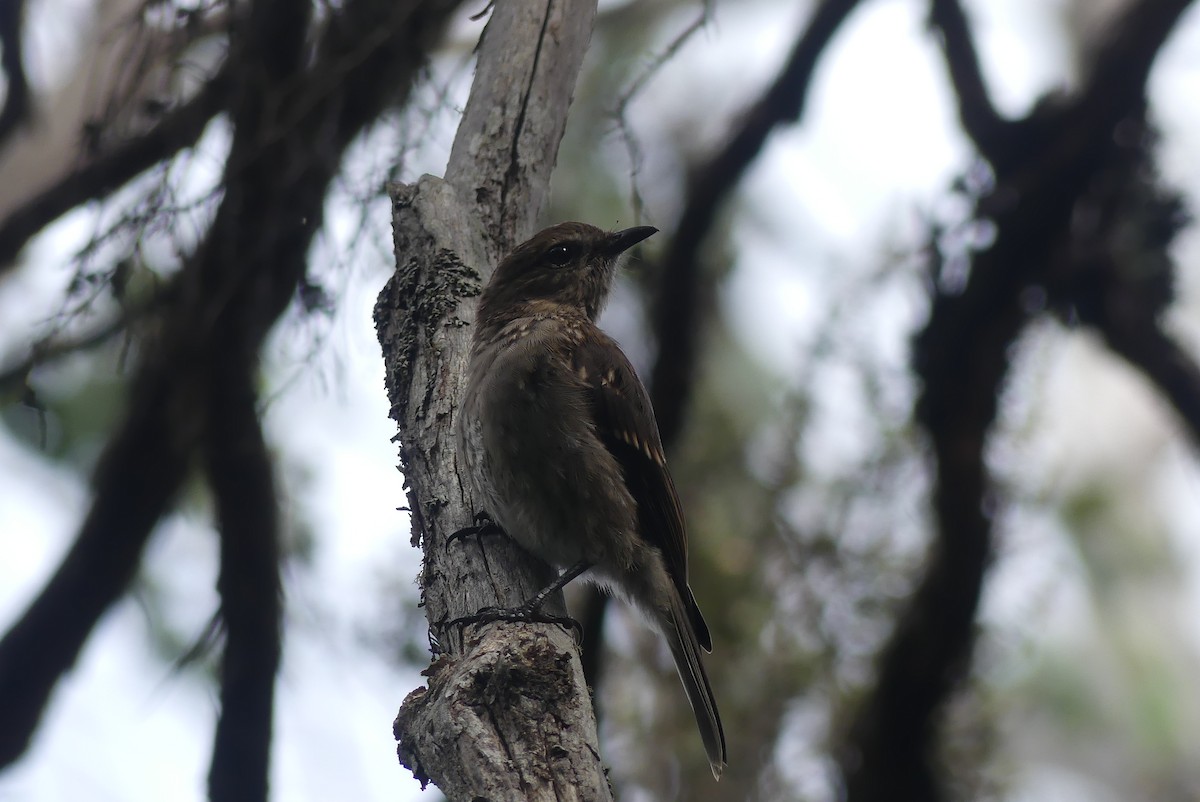 Dusky Robin - ML208838691