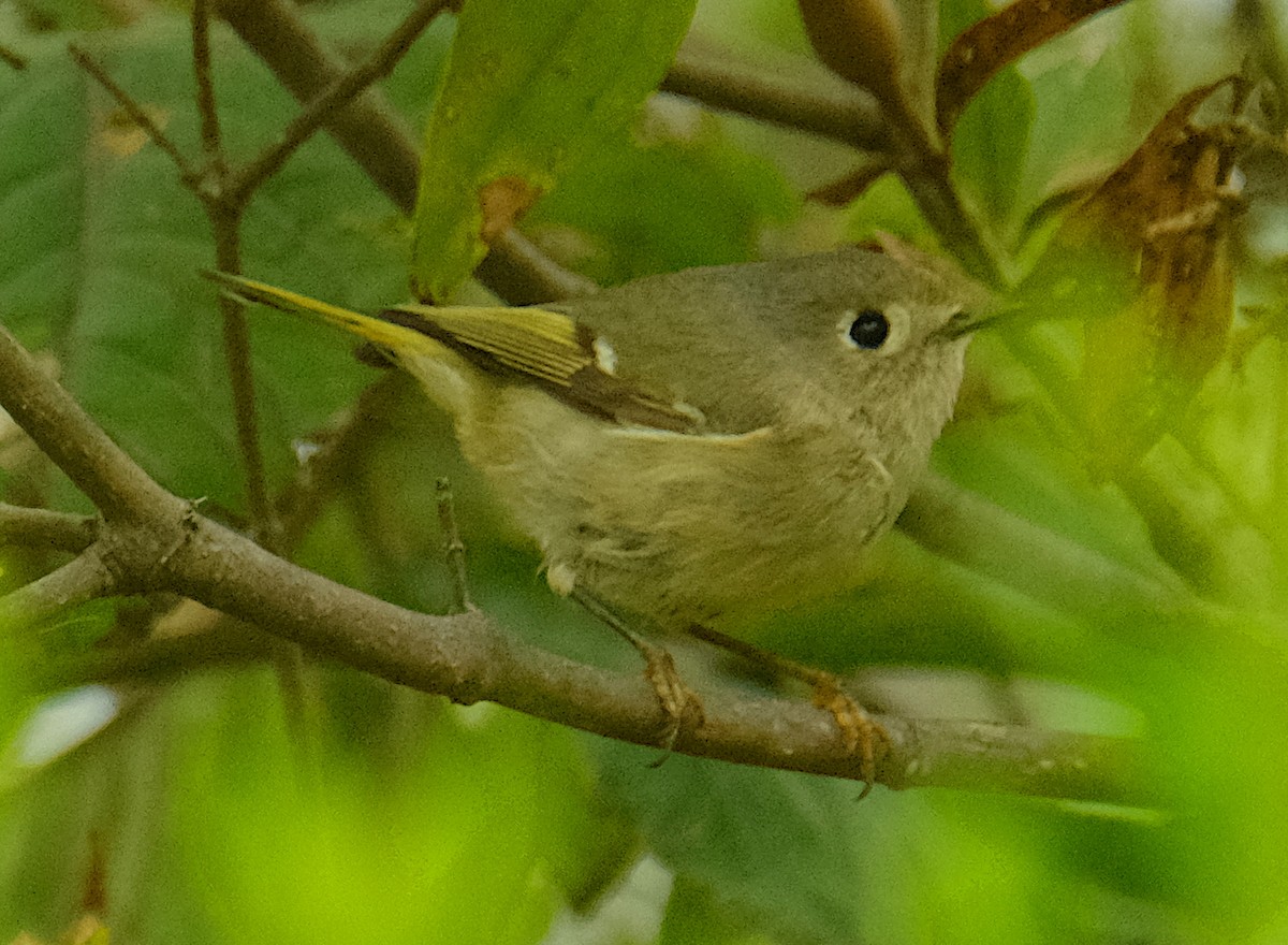 Ruby-crowned Kinglet - ML208838901