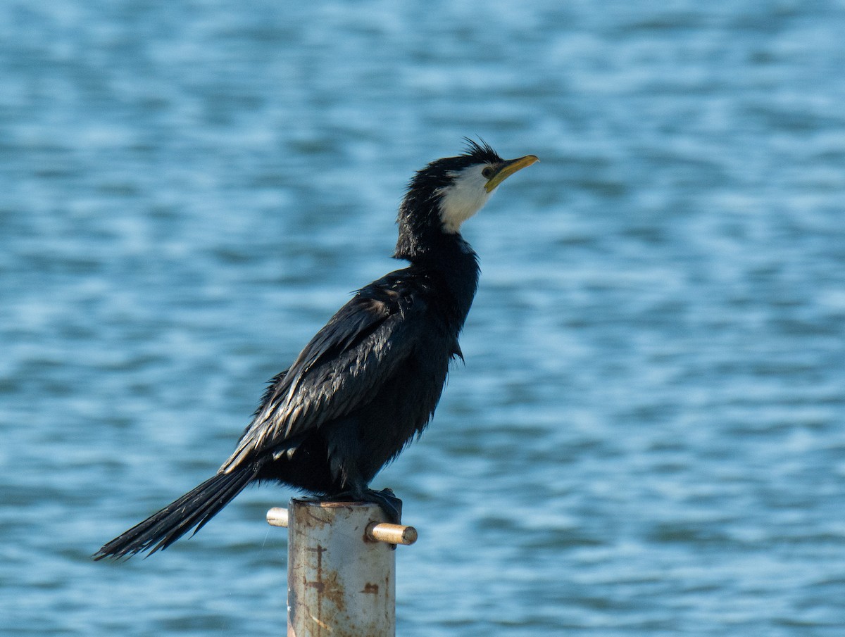 Little Pied Cormorant - ML208839051