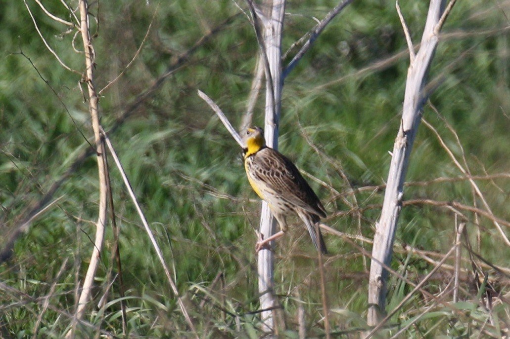 Western Meadowlark - ML208839731