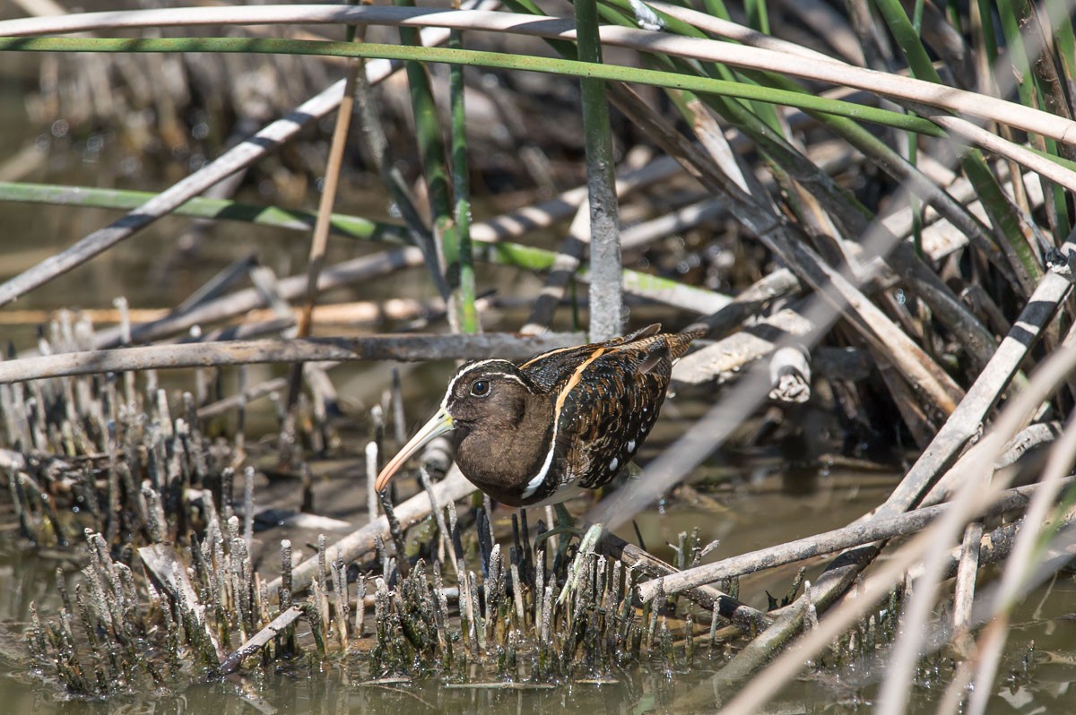 South American Painted-Snipe - Victor Hugo Michelini