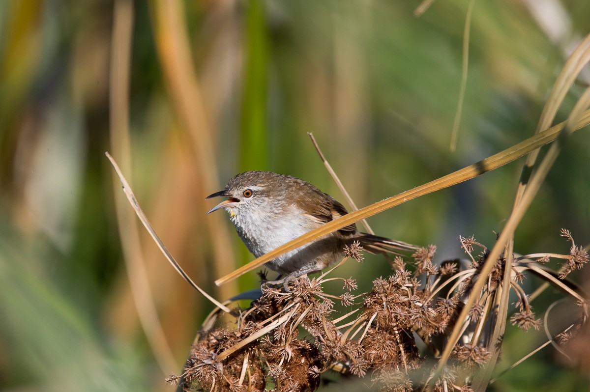 Sulphur-bearded Reedhaunter - ML208840061