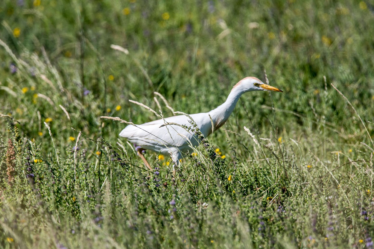 Western Cattle Egret - ML208840361