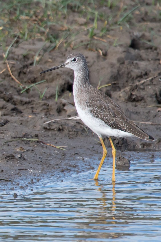 Greater Yellowlegs - ML208840381