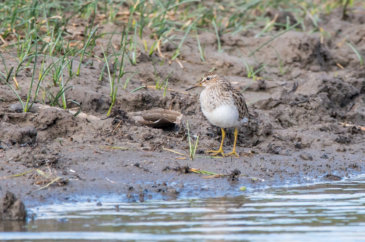 Graubrust-Strandläufer - ML208840481