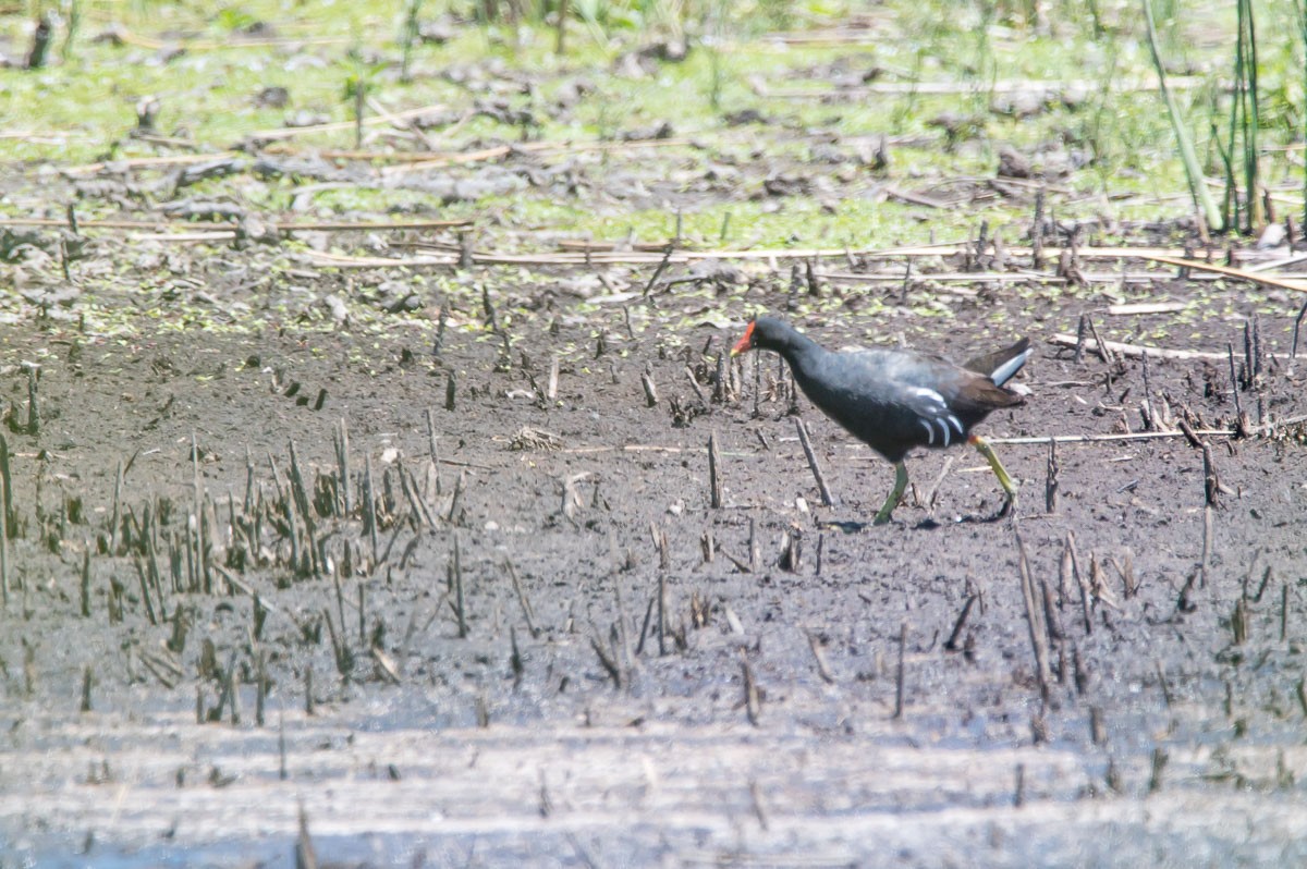 Common Gallinule - ML208840541