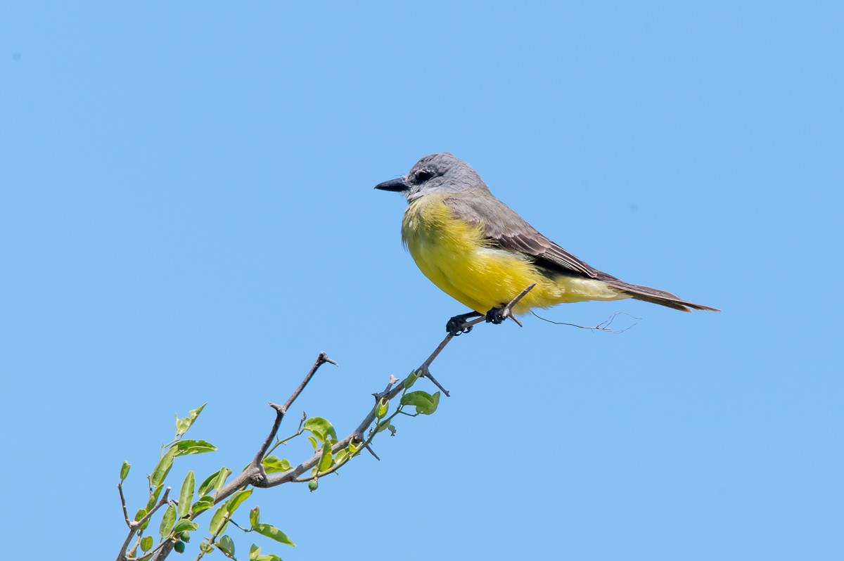 Tropical Kingbird - Victor Hugo Michelini