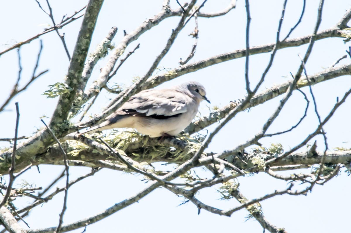 Picui Ground Dove - ML208840701